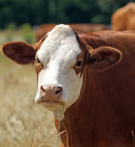 Aashapura Classic offers sortex-cleaned, standard-quality dal for household and institutional use.